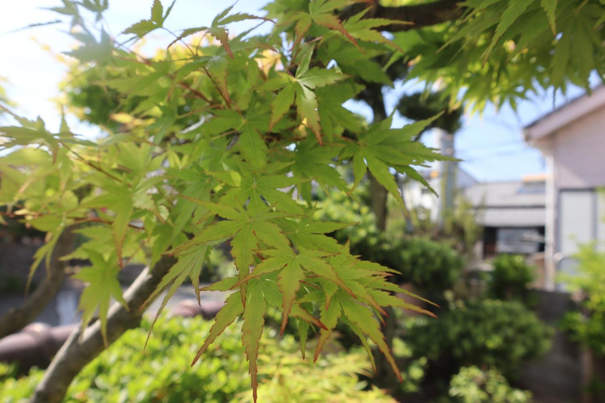 立花荘 Villa Matsuyama  Bagian luar foto